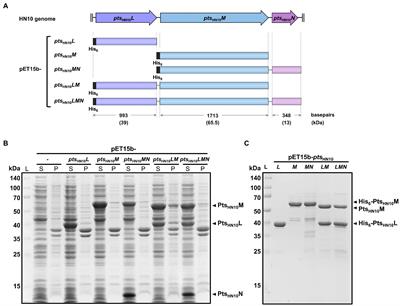 Receptor binding protein of prophage reversibly recognizes the low-molecular weight subunit of the surface-layer protein SlpA in Clostridioides difficile